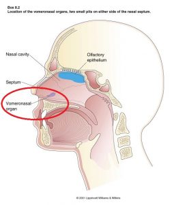 Diagram of the human olfactory system. The vomeronasal organ is highlighted with a red circle. It is located right above the roof of the mouth.